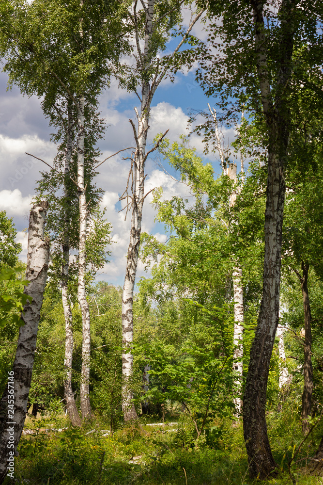 Fototapeta premium birch grove in summer sunny day