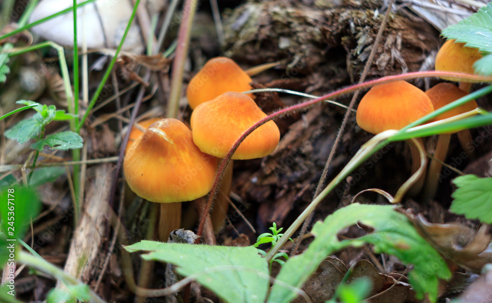 orange mushrooms toadstool grow on a stump in the grass close up orange mushrooms toadstool grow on a stump in the grass close up