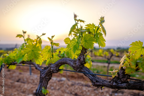 Branche de vigne au printemps gros plan. Lever de soleil.	