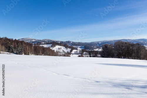 Winter wonderland background. Frosty sunny day in mountain spruce forest. Snowy trees and blue sky © Roman's portfolio
