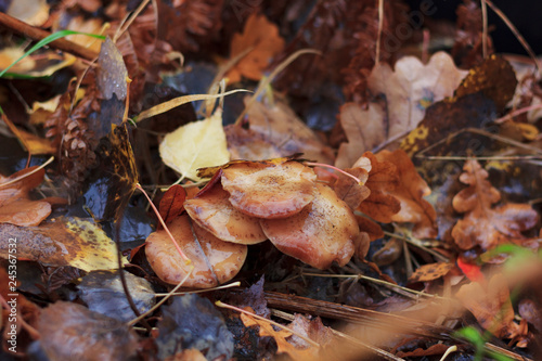 wild fungus mushrooms in autumn with yellow and red leaves in the rain close up