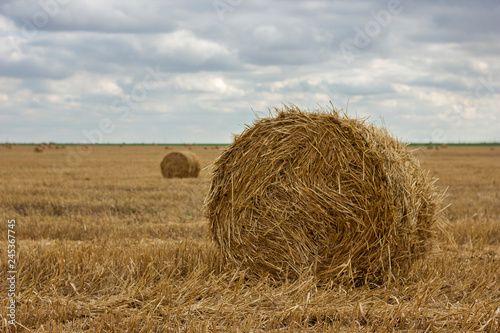 big bales rolls of hay in the field against the sky with clouds harvesting