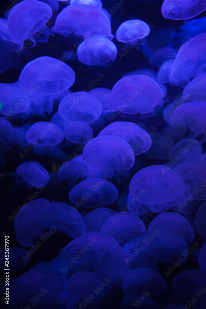 Moon Jellyfish in Dark Aquarium Moon Jellyfish in Dark Aquarium