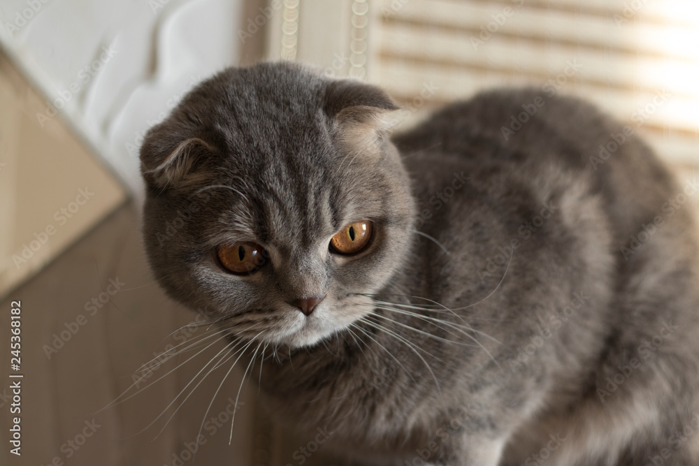 Scottish fold cat. Close up. The pupils constricted from the sunlight. Scottish fold cat. Close up. The pupils constricted from the sunlight.