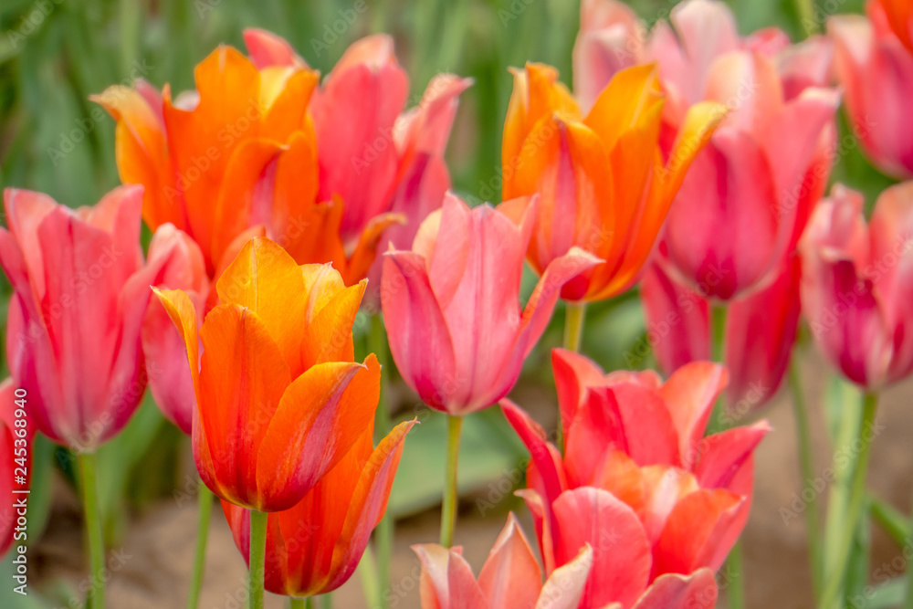 Colorful and Beautiful Tulips Colorful and Beautiful Tulips