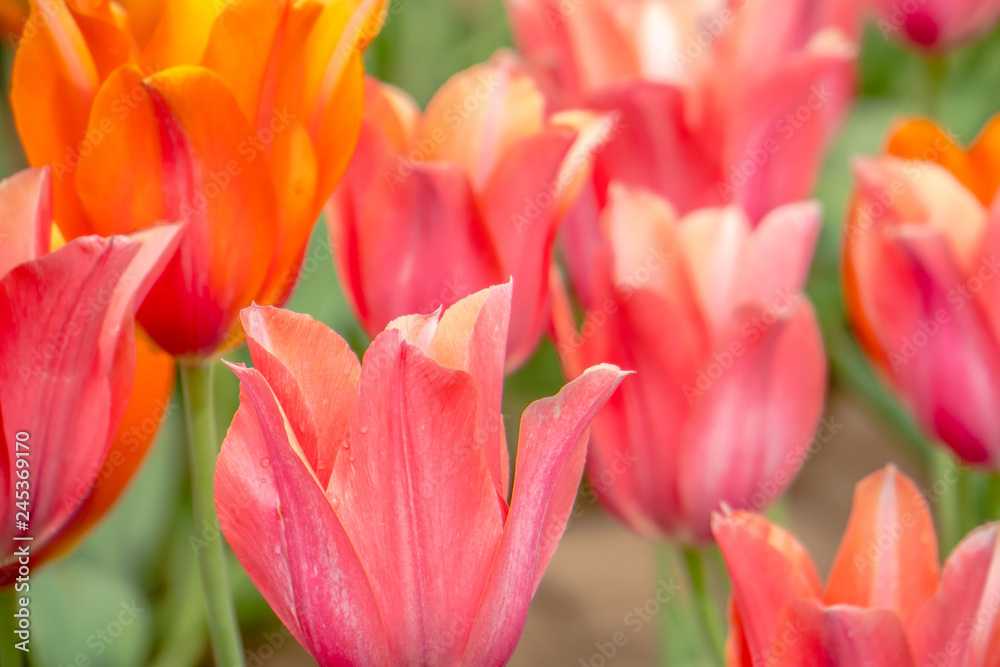 Fototapeta premium Colorful and Beautiful Tulips