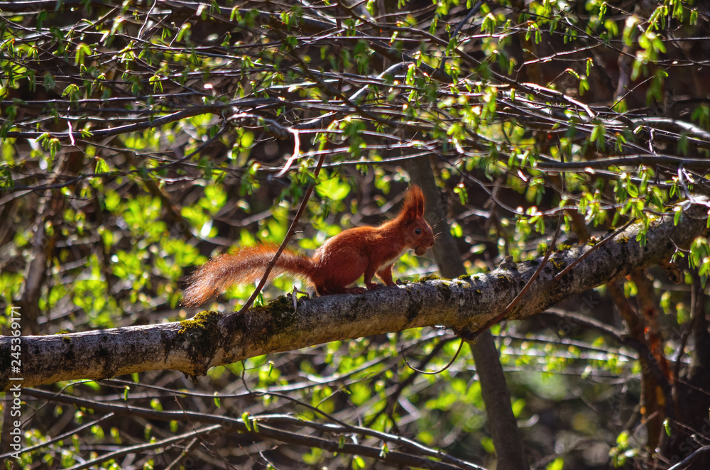 red squirrel sitting on the branch of a tree with a nut in the paws