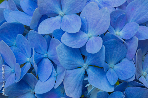 Hydrangea 