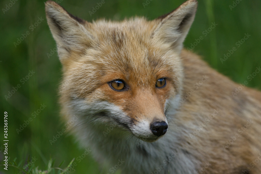Fototapeta premium parco nazionale d'abruzzo