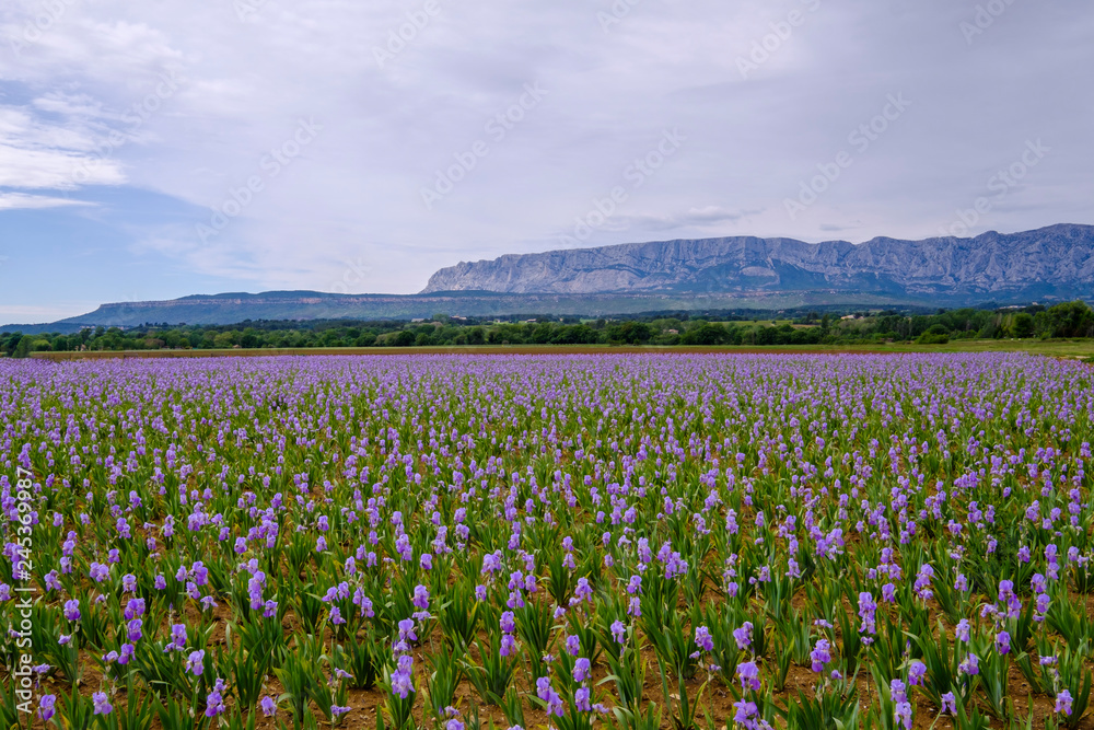 Champ d'iris pallida en Provence, France. Montagne Sainte-Victoire en arrière-plan. 