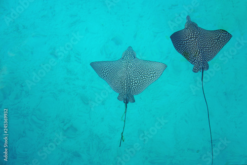 Underwater view of a school of wild Spotted Eagle Ray (Aetobatus narinari) fish swimming in the Bora Bora lagoon, French Polynesia