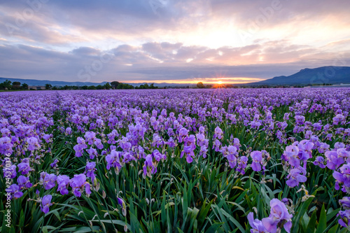 Obraz na płótnie Champ d'iris pallida en Provence, France, lever de soleil. w salonie
