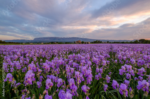 Champ d'iris pallida en Provence, France, lever de soleil. Montagne Sainte-Victoire en arrière-plan. 