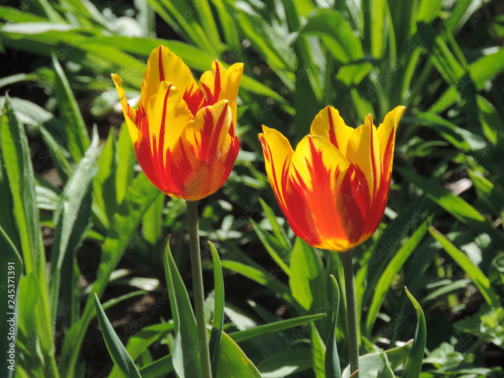 Spring Spring
