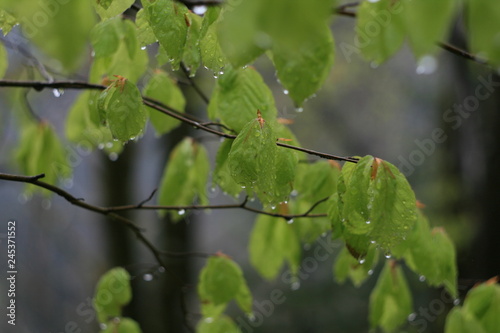 green leaves on tree