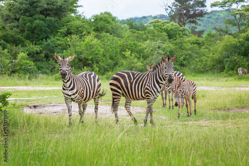 Plain Zebras