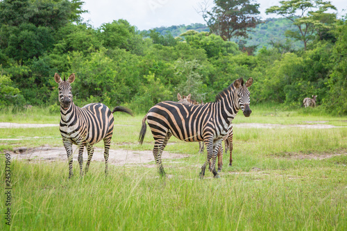 Plain Zebras