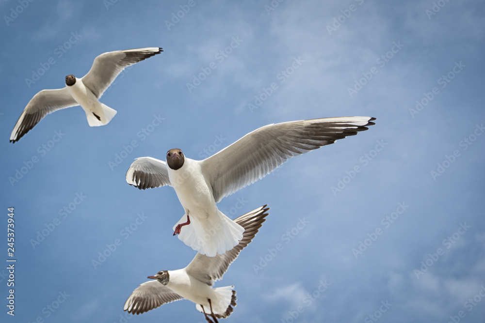 Obraz premium Ostsee