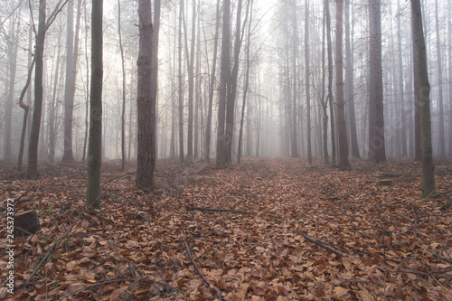 Mglisty biały las jesienią o poranku