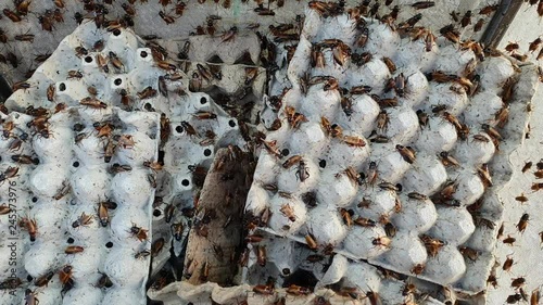 crickets in industrial farm 
