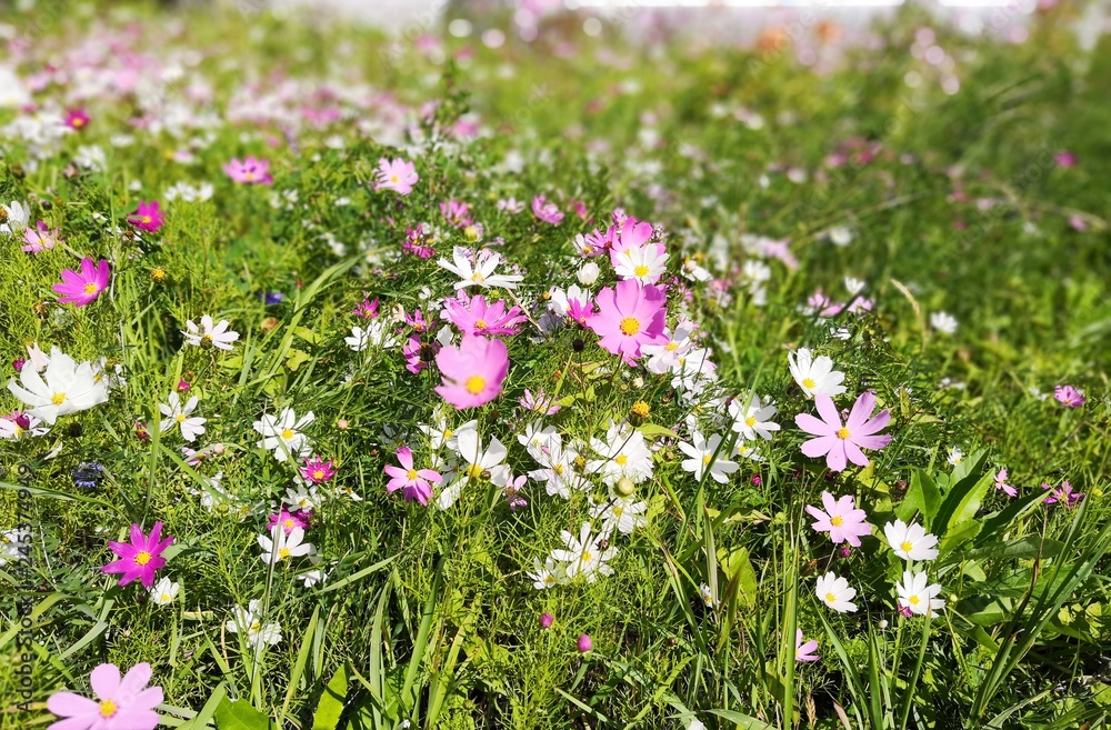 Obraz premium Flower