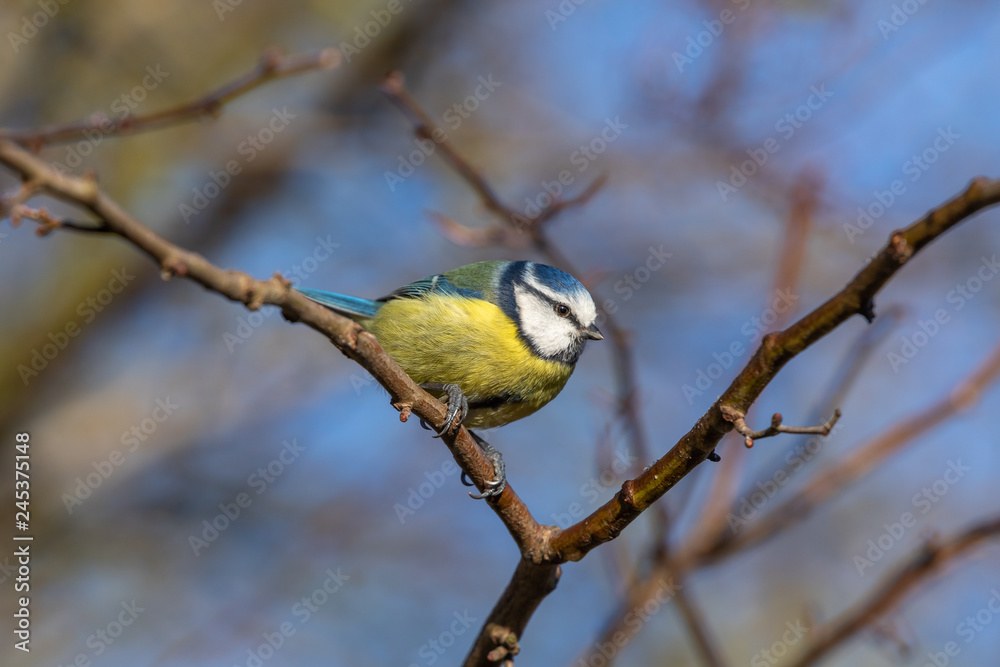 Naklejka premium Blue Tit