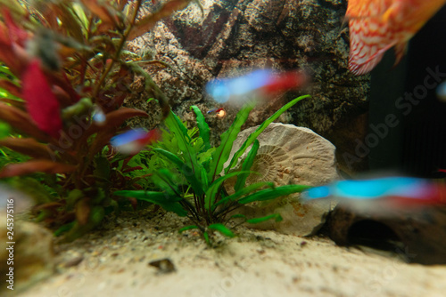 Fish in fishtank photo