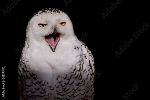 It ain't over till the fat lady sings - Snowy owl in the spotlight against black background
