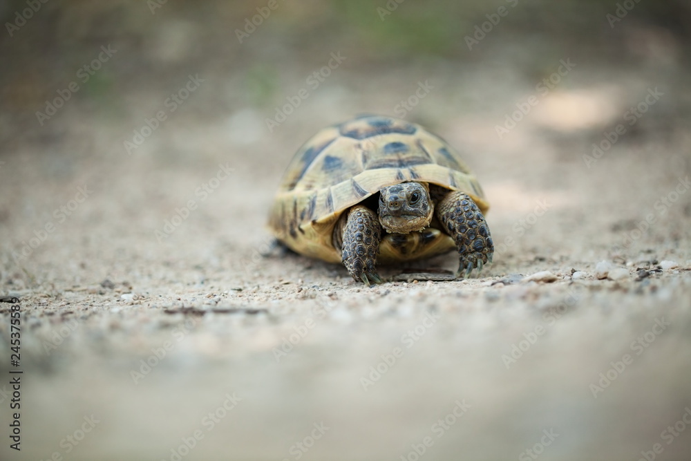 Obraz premium Testudo graeca. The wild nature of Bulgaria. Free nature. A beautiful picture of nature. Rhodopes. Turtle. Mountains in Bulgaria. European wildlife. Madzarovo. River Arda. Bulgaria.