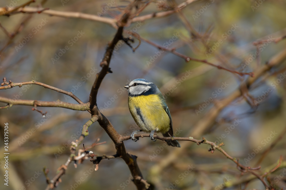 Obraz premium Blue Tit