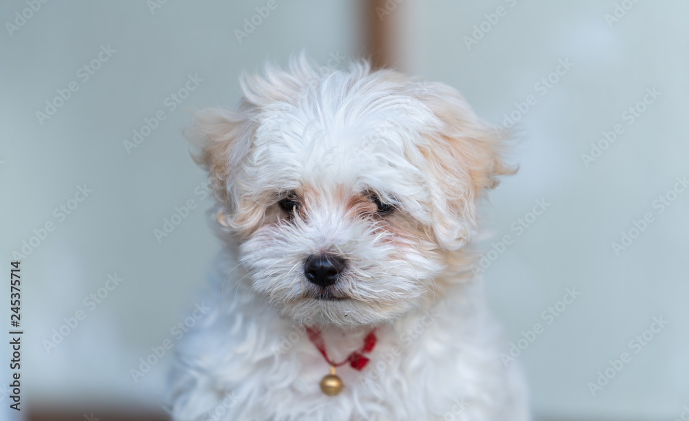 small white dog small white dog