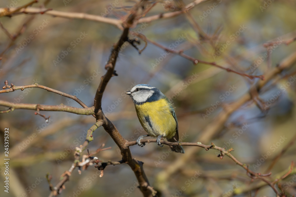 Naklejka premium Blue Tit