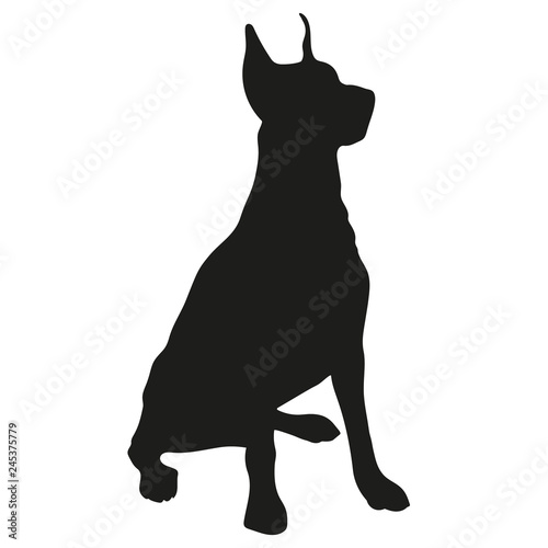 Black silhouette of a dog on a white background. Dobermann. Vector illustration.