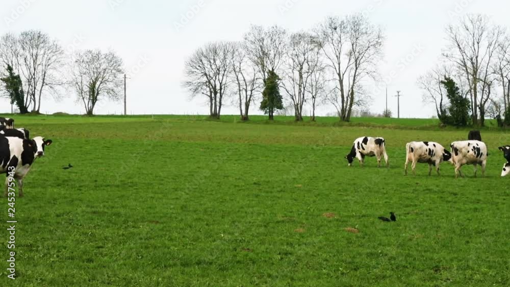 Black and white cows