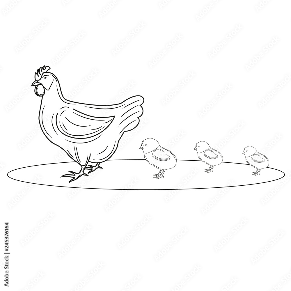 Coloring page outline of chicken with small chicks. Vector illustration, coloring book for kids.