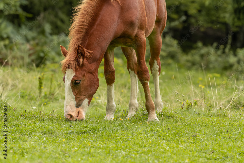 Fototapeta premium Wild horse in forest
