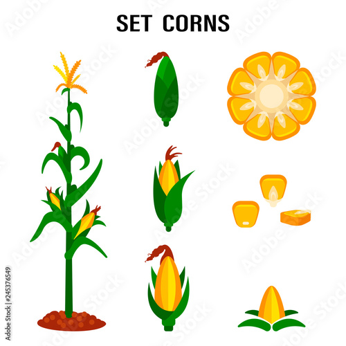 Qualitative original trendy vector set with sweet golden corn. A bunch of corn. Design elements of a summer farm