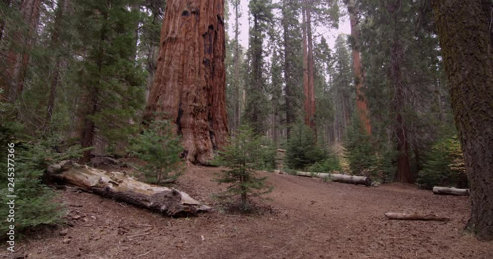 Tilt shot of the top of the trees, Sequoia National Park, Sequoia National Park, California, Shot with the Red Epic Camera Tilt shot of the top of the trees, Sequoia National Park, Sequoia National Park, California, Shot with the Red Epic Camera