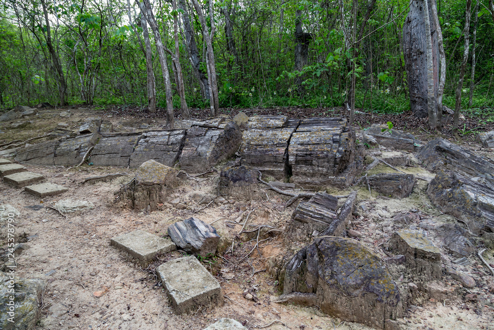 Fossilized trunks Fossilized trunks