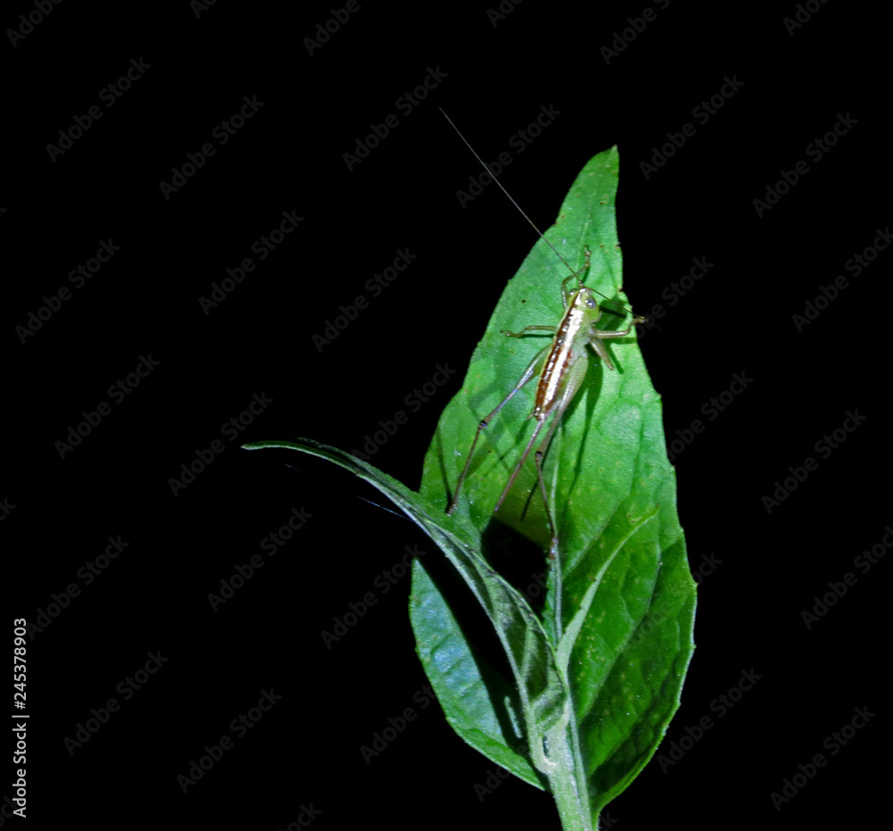 Insect Insect