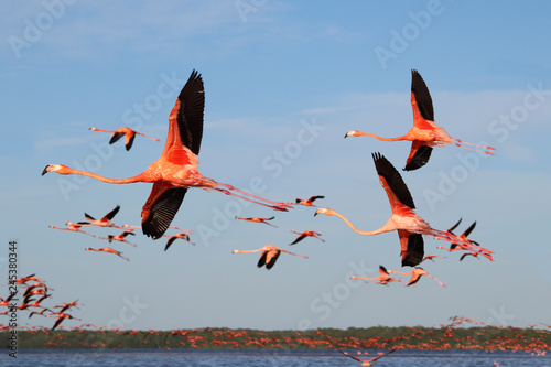 A flock of flying flamingos in Celestun