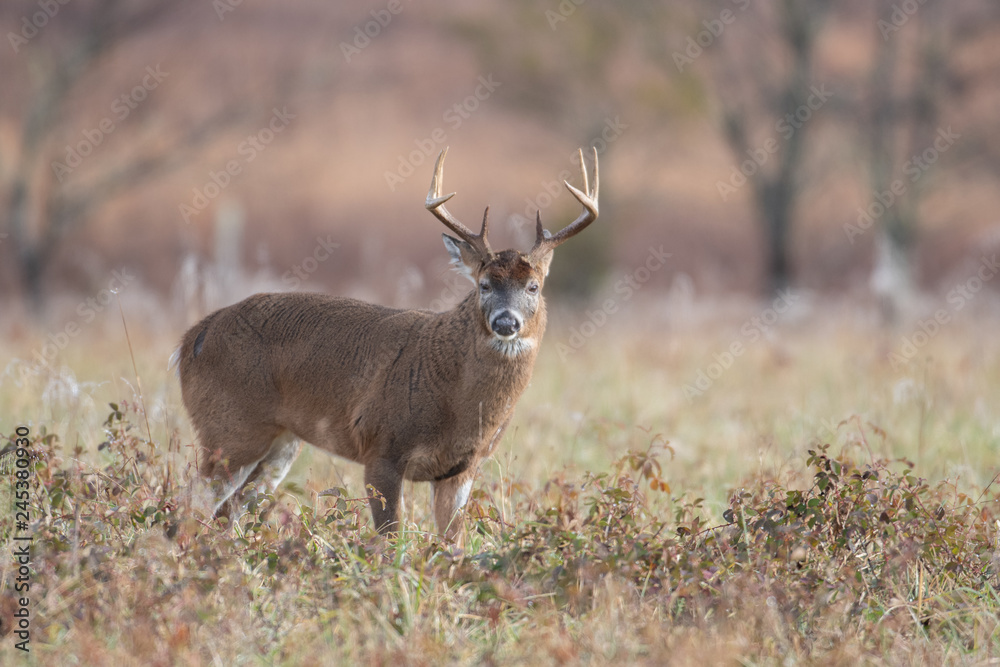 White-tailed deer buck in open meadow