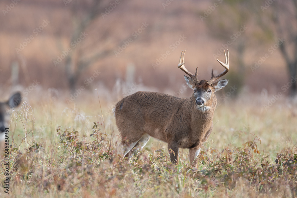 White-tailed deer buck in open meadow White-tailed deer buck in open meadow