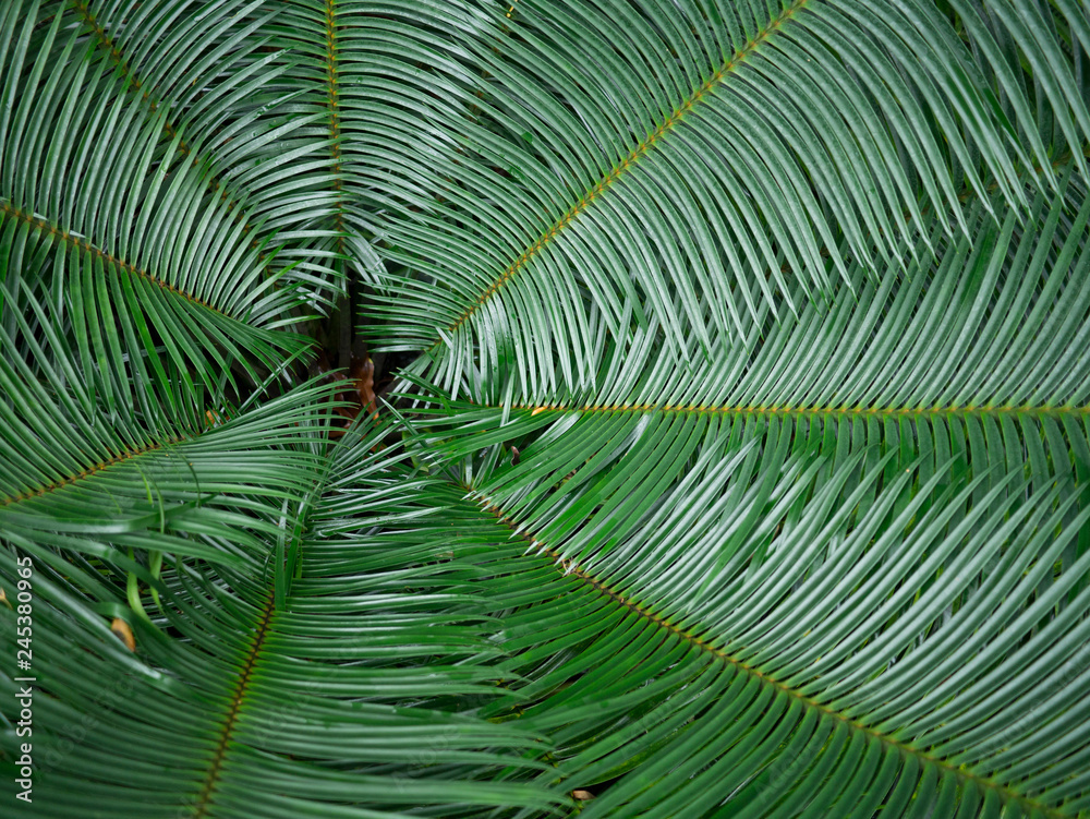 Fototapeta premium Palm Tree Background