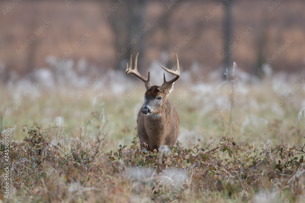 White-tailed deer buck in frost covered field White-tailed deer buck in frost covered field
