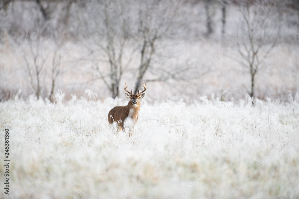 White-tailed deer buck in frost covered field White-tailed deer buck in frost covered field
