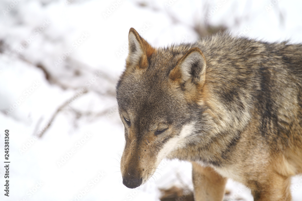 Fototapeta premium parco nazionale d'abruzzo