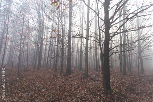 mglisty jesienny piękny las