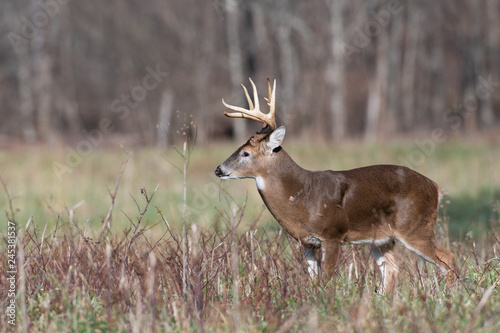 Large white-tailed deer buck in meadow © Tony Campbell