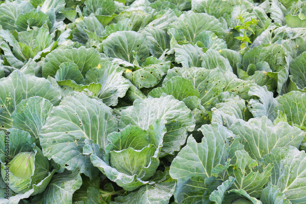 Cabbage farm Cabbage farm